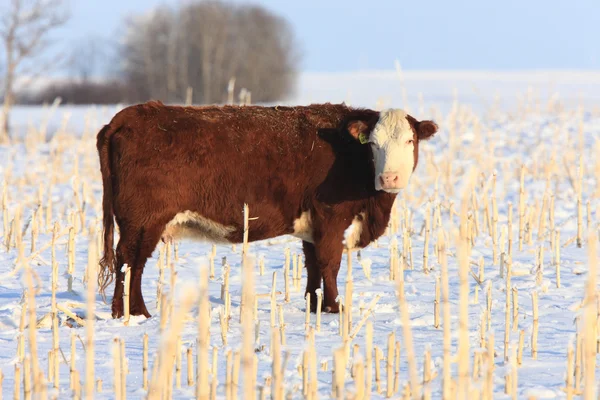 Cow Frozen Field Saskatchewan — Stock Photo, Image