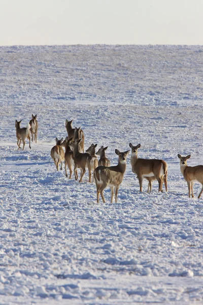 Whitetail Deer Winter — Stock Photo, Image