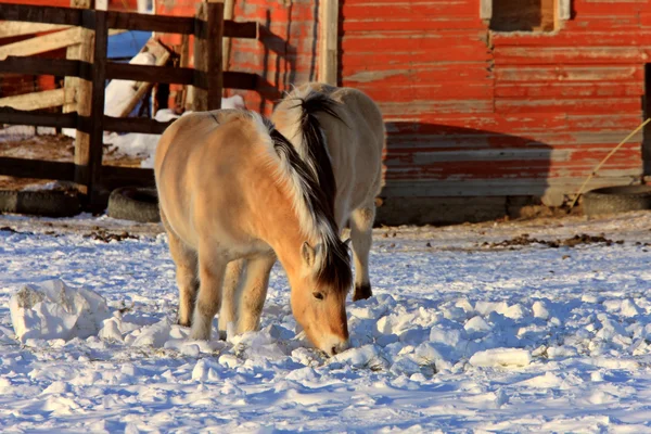 Kar fırtınası içinde atlar — Stok fotoğraf
