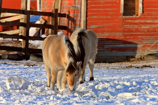 Pferde Wintersturm — Stockfoto