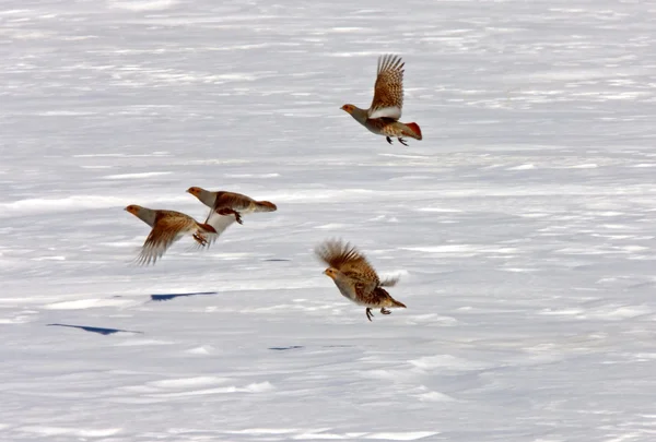 Partridge Cinza Inverno Saskatchewan — Fotografia de Stock