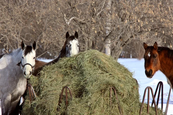 Pferde im Wintersturm — Stockfoto