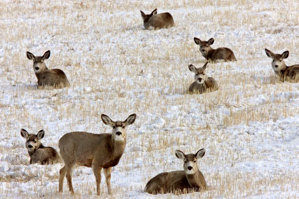 Whitetail Deer Winter — Stock Photo, Image