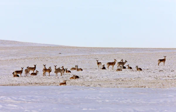 Veado Whitetail no inverno — Fotografia de Stock