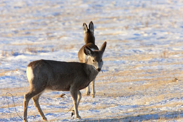 Hirsche im Winter saskatchewan canada — Stockfoto