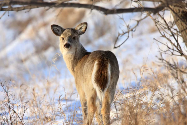 Ciervos Invierno Saskatchewan Canadá — Stockfoto