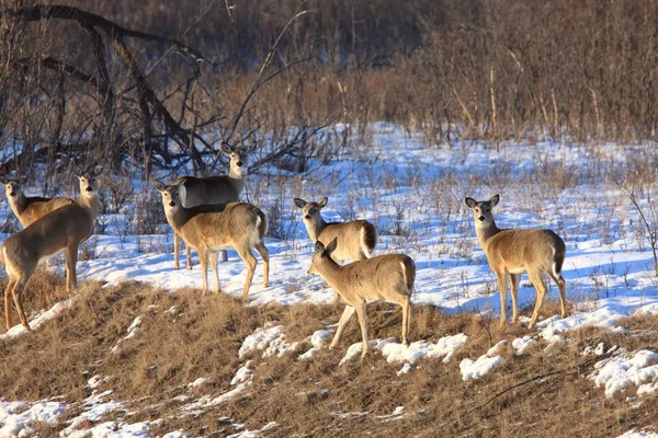 Cervo in inverno Saskatchewan Canada — Foto Stock
