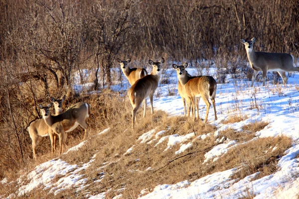 鹿在冬天加拿大萨斯喀彻温 — 图库照片