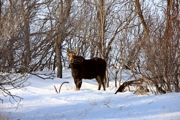 Prairie Moose Winter Saskatchewan Canada — Stock Photo, Image