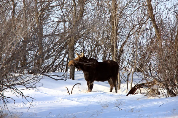 L'orignal des Prairies en hiver Saskatchewan Canada — Photo