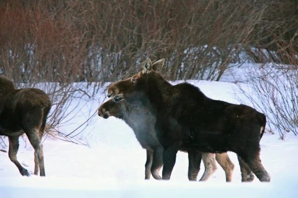 Prairie Moose Winter Saskatchewan Canada — Stockfoto