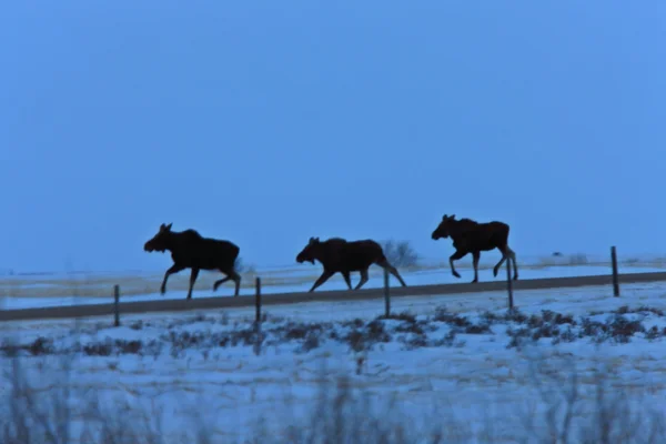 Prairie älg i vinter saskatchewan Kanada — Stockfoto