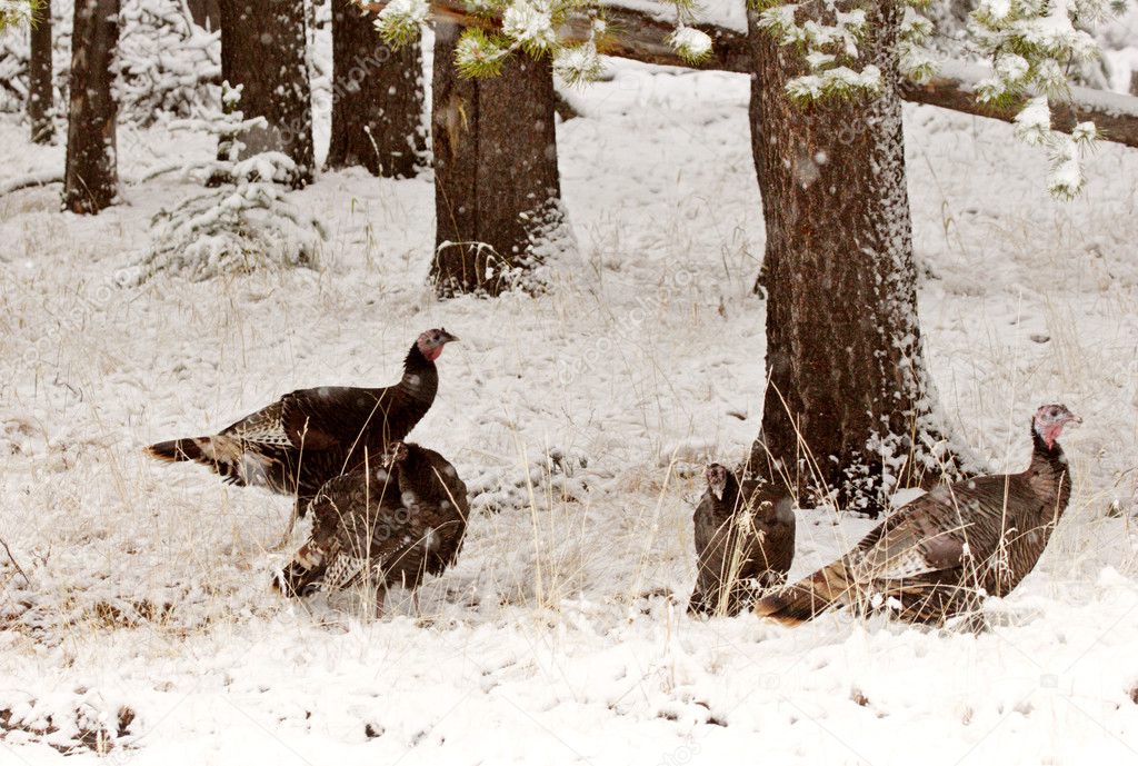 Wild Turkey in winter