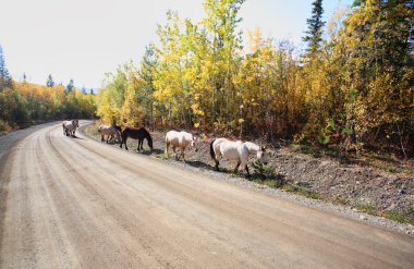 Kuzey british columbia yol boyunca aralığı atlar