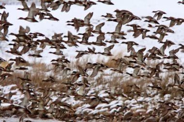 Large flock of Mallard Ducks during fall migration clipart