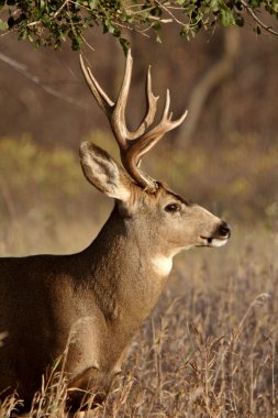 Mule Deer buck in Saskatchewan fall clipart