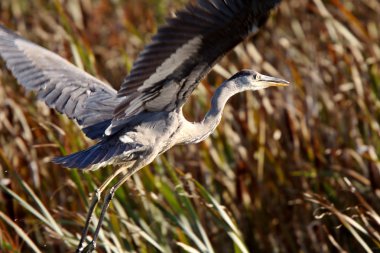 büyük mavi balıkçıl saskatchewan bataklık üzerinde uçan