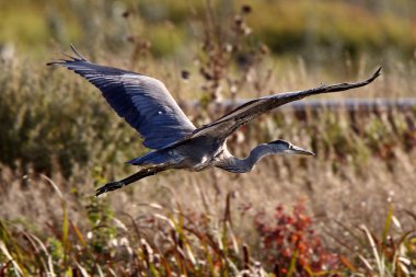 büyük mavi balıkçıl saskatchewan bataklık üzerinde uçan