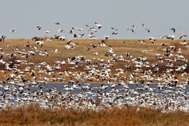 kar kazı sırasında saskatchewan içinde büyük sürüsü geçiş Güz