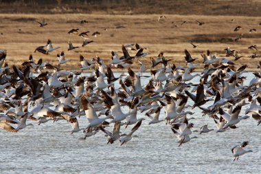 kar kazı sırasında saskatchewan içinde büyük sürüsü geçiş Güz