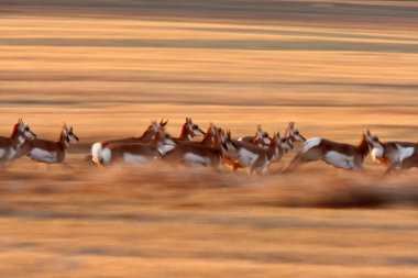 Pronghorn Antelope running through Saskatchewan field clipart