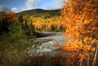 tanzilla Kuzey british columbia Nehri boyunca sonbahar renkleri