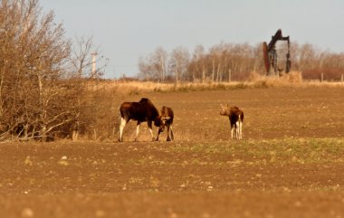 Moose on Saskatchewan field near trees clipart