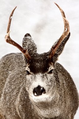 Mule Deer buck in winter clipart