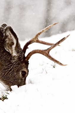 Mule Deer buck grazing in winter clipart