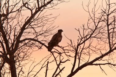 saskatchewan ağacında Juvenil kel kartal