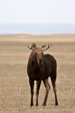 Moose on Saskatchewan field clipart