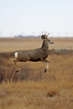 çayır üzerinde sınırlayıcı katır geyiği buck