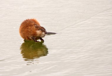 Muskrat on lake ice in Saskatchewan clipart