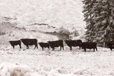 sığır kış arazide