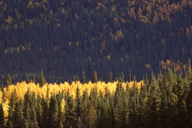 sonbahar renkli aspens Karaçam çam ağaçları arasında