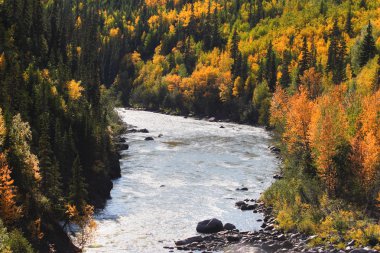 Autumn colored trees along mountain river in British Columbia clipart