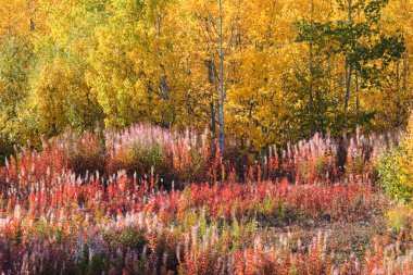 Autumn colored trees and plants along road in British Columbia clipart