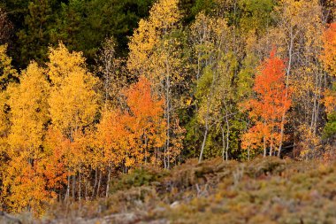 Autumn colored trees on hillside in British Columbia clipart