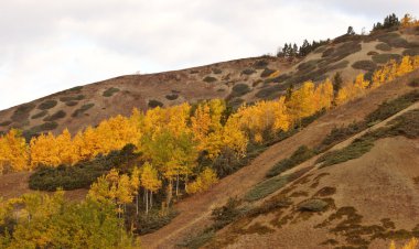 british Columbia yamaca sonbahar renkli ağaçlar