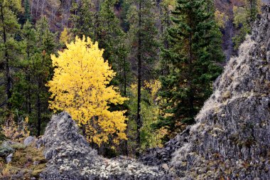 Aspen ve british Columbia Güz çam