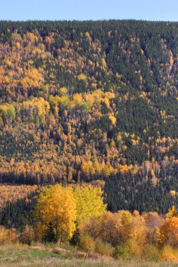 british columbia sonbahar boyunca renkli ağaçlar