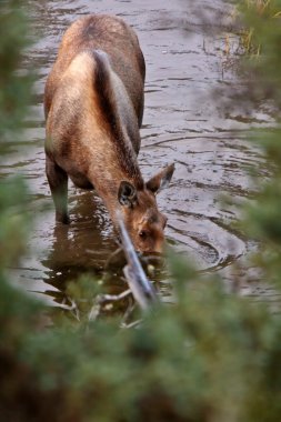 Cow moose drinking from Yukon stream clipart