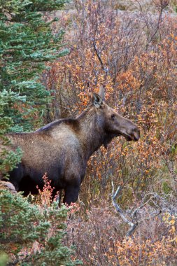 Cow moose standing in Yukon wilds clipart