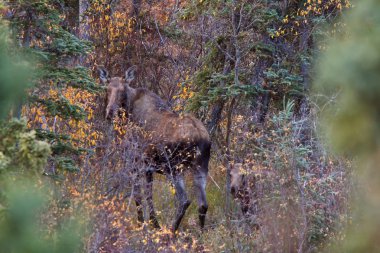 Cow and calf moose in Yukon wilds clipart