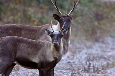 Woodland caribou boyunca alaska highway british Columbia