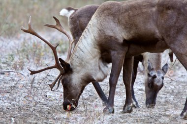 Woodland caribou boyunca alaska highway british Columbia