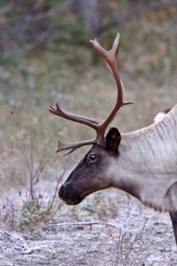 Woodland caribou boyunca alaska highway british Columbia