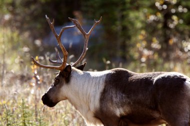 Woodland caribou boyunca alaska highway british Columbia