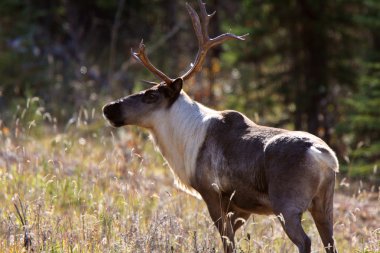 Woodland caribou boyunca alaska highway british Columbia