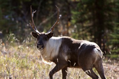 Woodland caribou boyunca alaska highway british Columbia